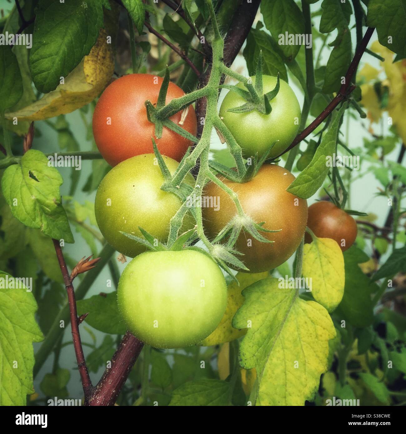 Tomate Reifung auf der Rebe, Medstead, Hampshire, England, Vereinigtes Königreich. - Smartphone-aufgenommenes Stockfoto