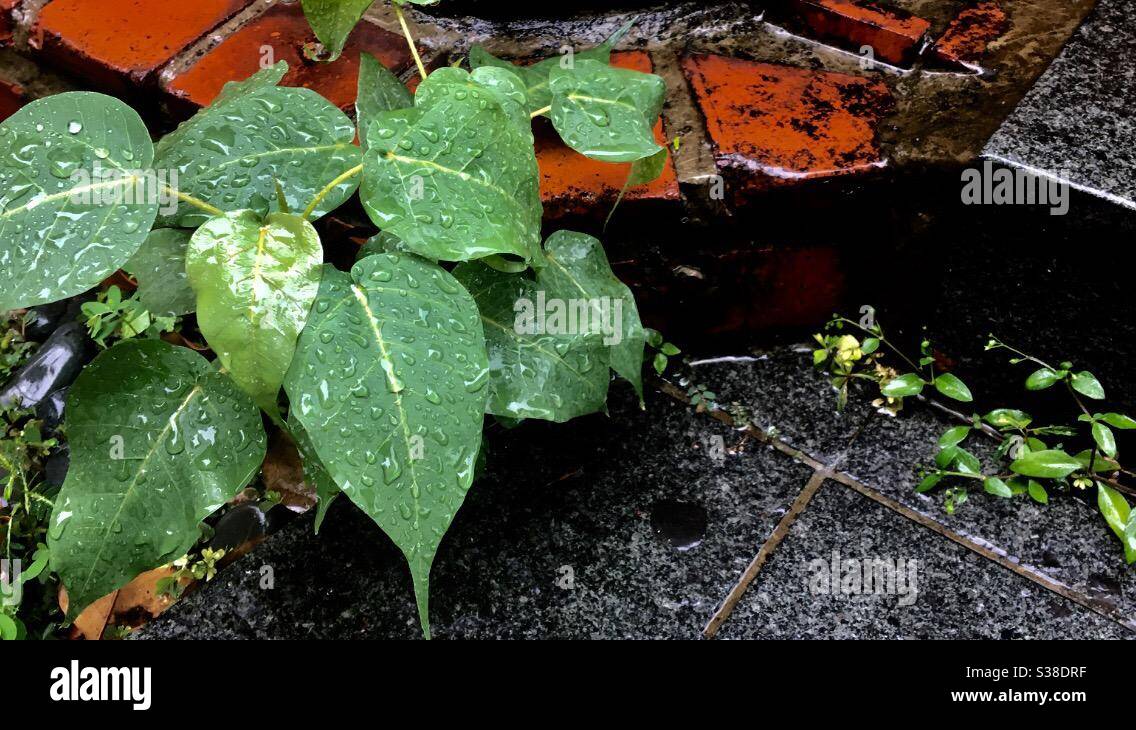 Regen durchnässt Mini Peepal Pflanze auch als heilige Feige in Englisch bekannt. Gleiche Familie wie Eiche. Bekannt als Bodhi Baum. Sie wird in Nepal und Indien Ashvattha genannt. Es hat heilige Bedeutung. Stockfoto