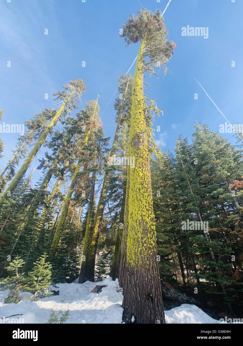 Moosbedeckte Bäume im yosemite Nationalpark Stockfoto