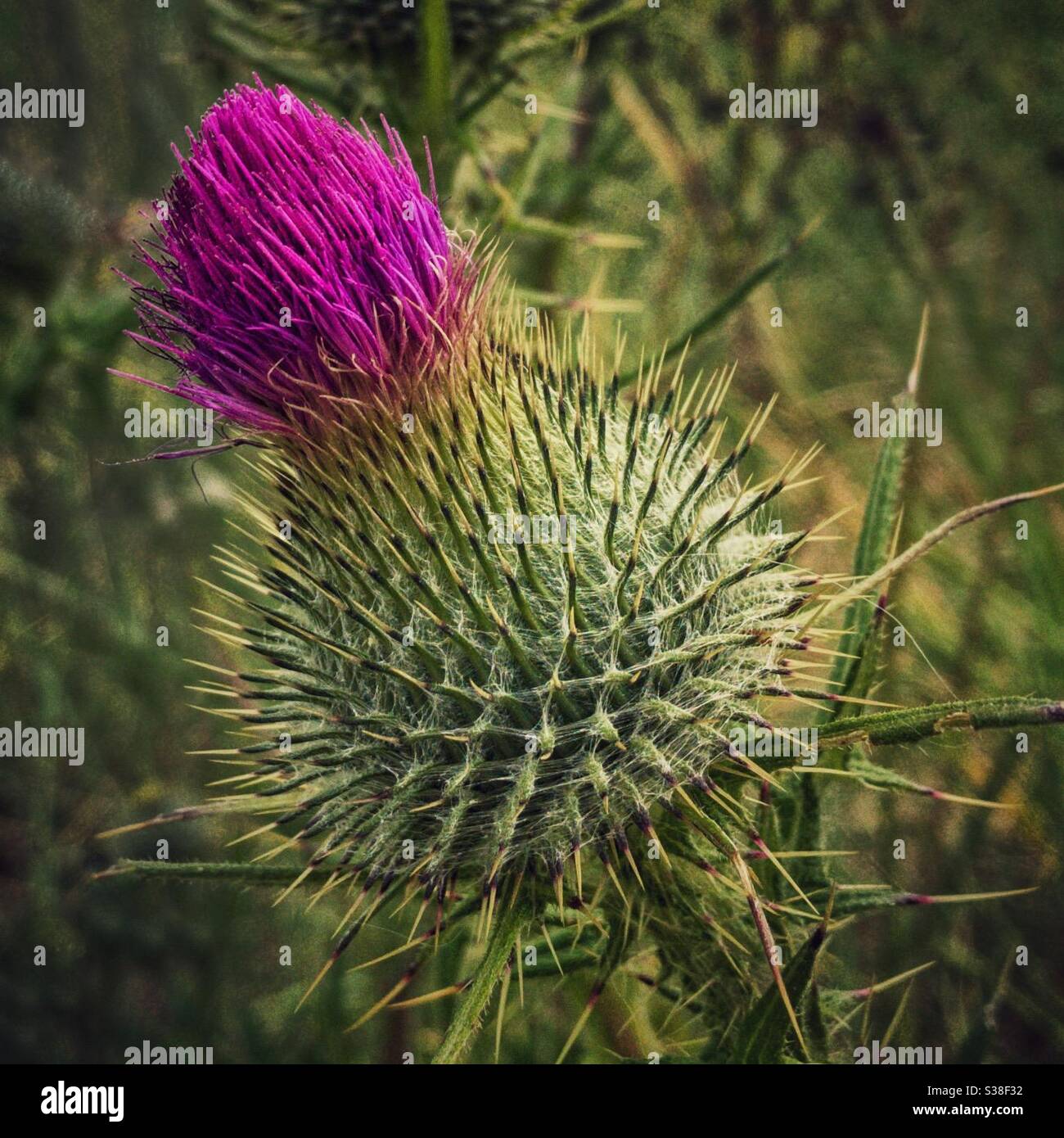 Wild Scottish Thistle. Stockfoto