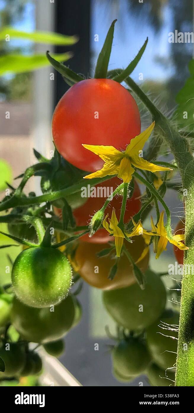 Cherry-Tomaten Reifen am Rebstock Stockfoto