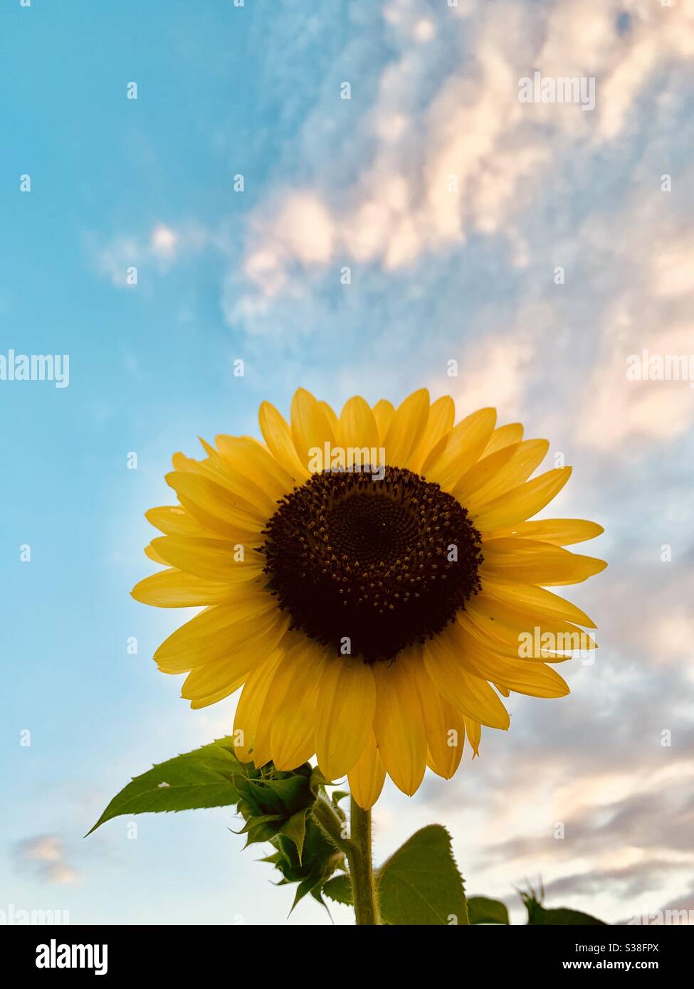 Einzelne Sonnenblume gegen hellblauen Himmel. - Smartphone-aufgenommenes Stockfoto