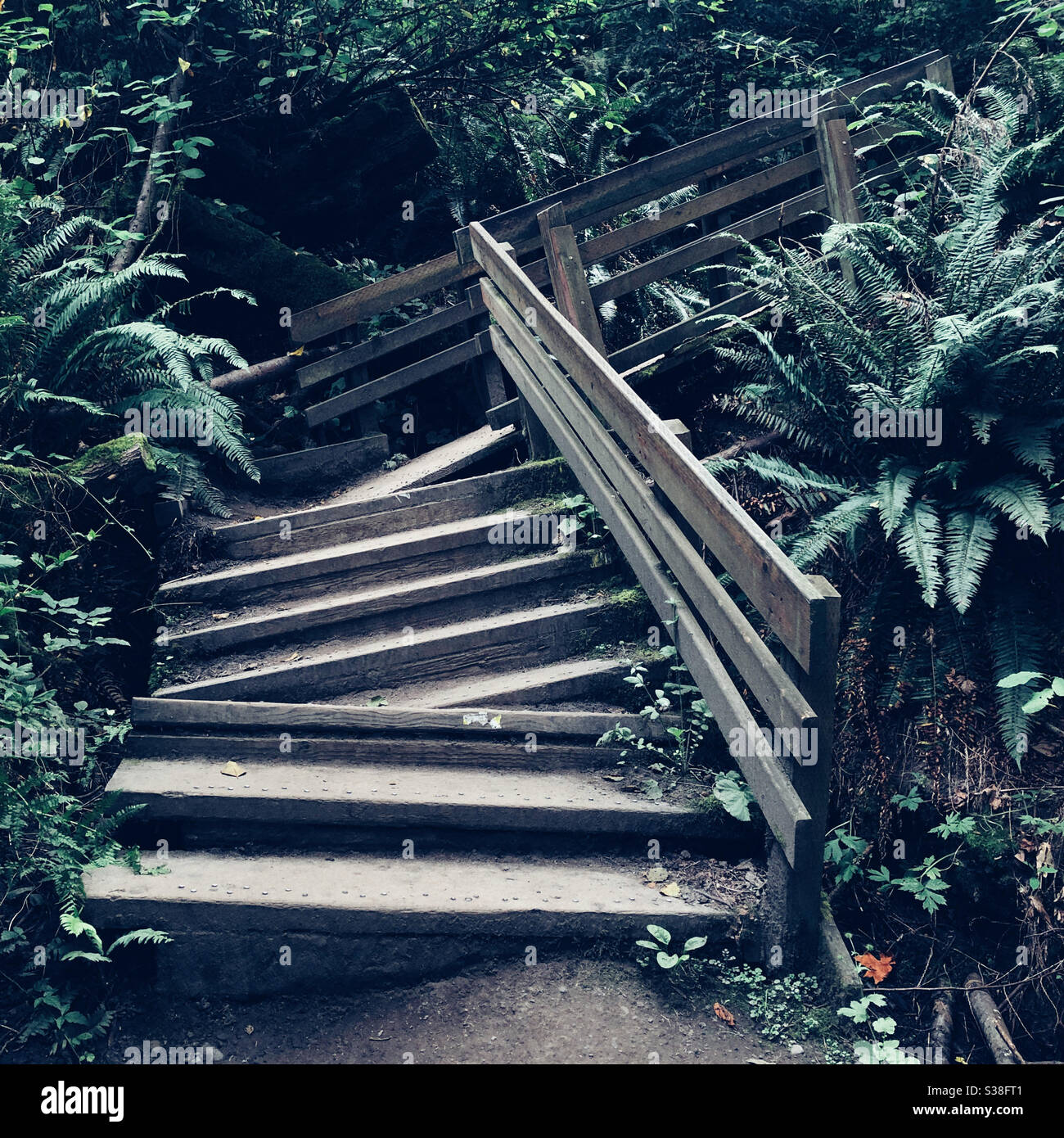 Verkabelte schiefe Treppe im Discovery Park, Seattle Stockfoto