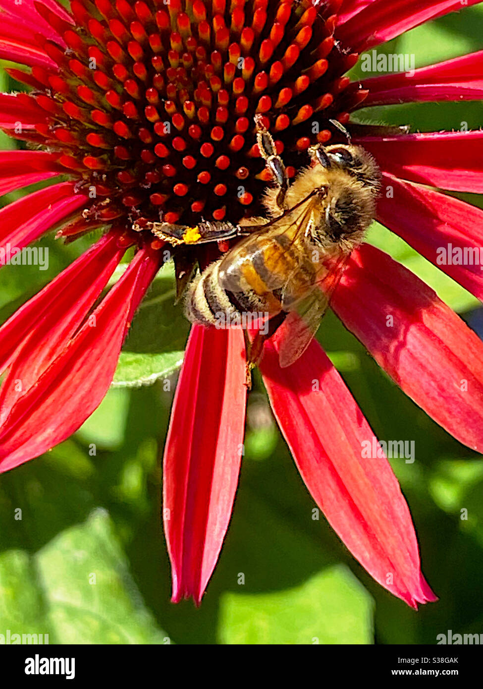 Honigbiene auf einer roten Blume - Smartphone-aufgenommenes Stockfoto