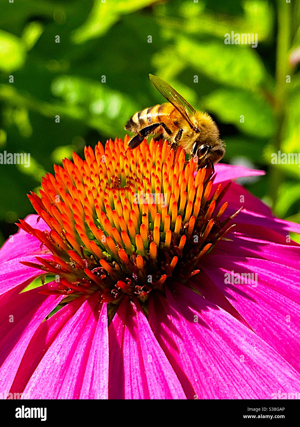 Honigbiene auf einer rosa Blume mit orangefarbenem Zentrum - Smartphone-aufgenommenes Stockfoto