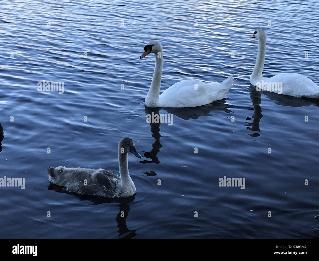 Baby Schwan mit Schutz Mama und Papa !! Stockfoto