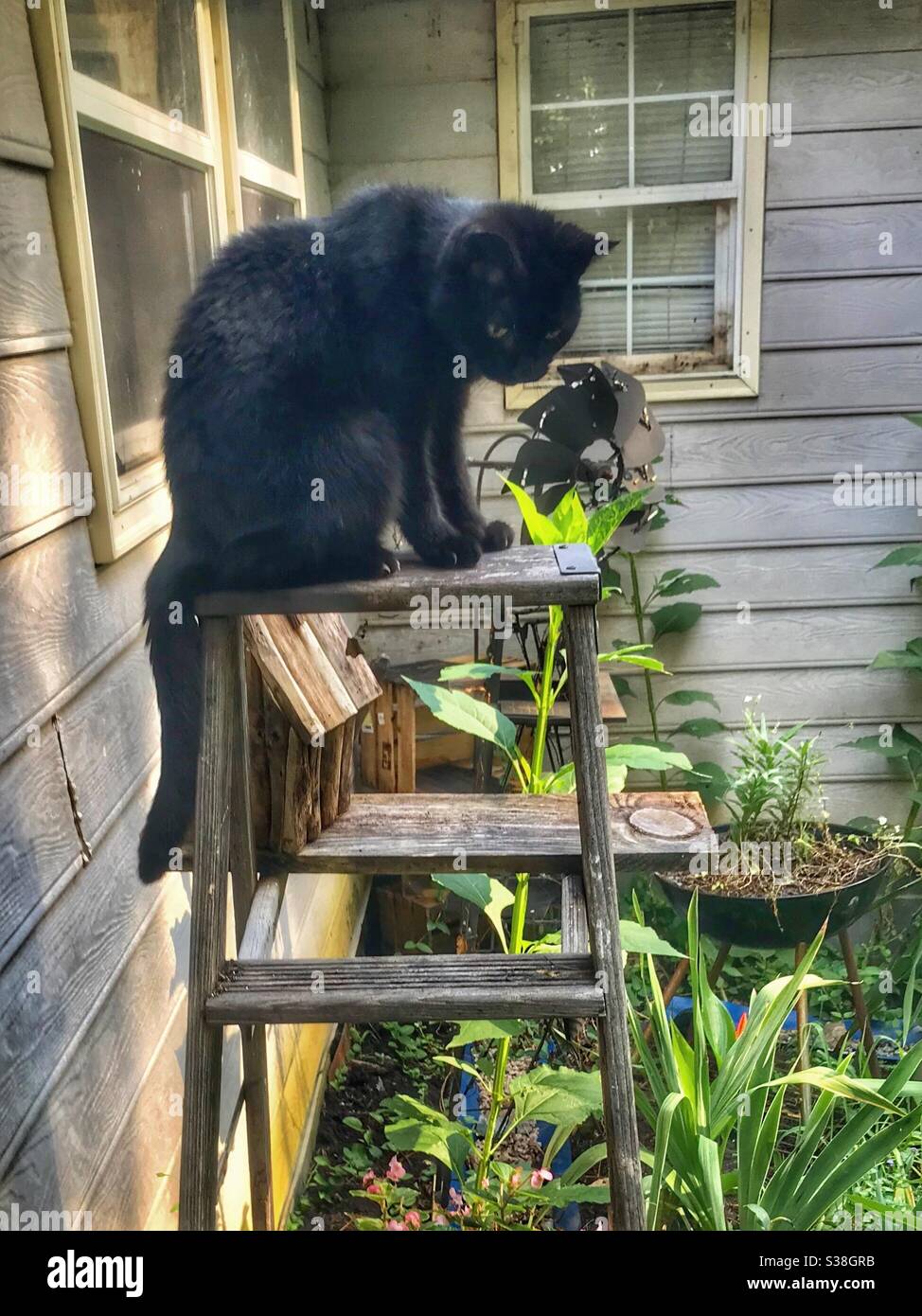 Schwarze Katze auf der obersten Sprosse einer Gartenleiter im Sommer Stockfoto