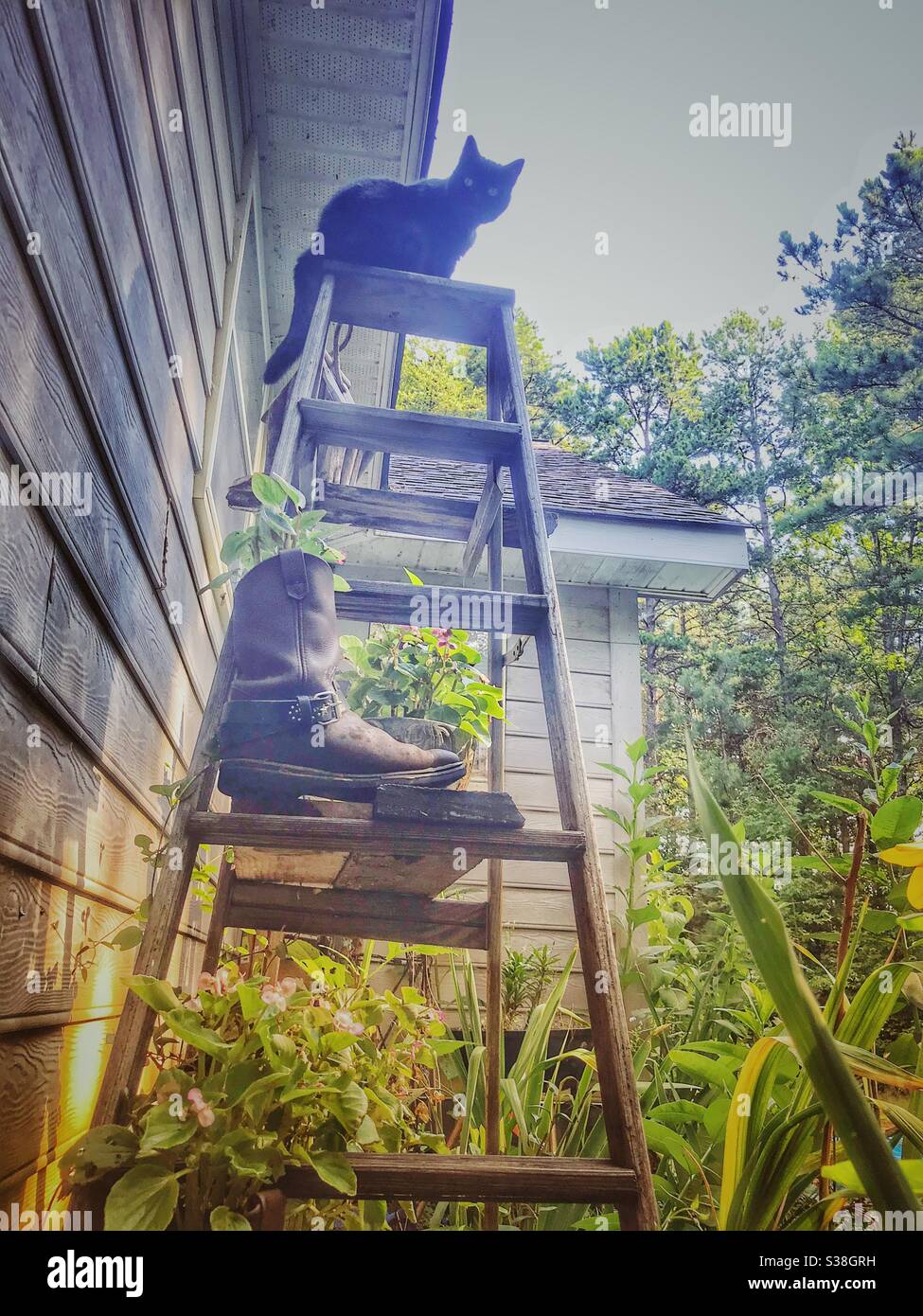 Top Katze - schwarze Katze auf der obersten Sprosse der Gartenleiter Stockfoto