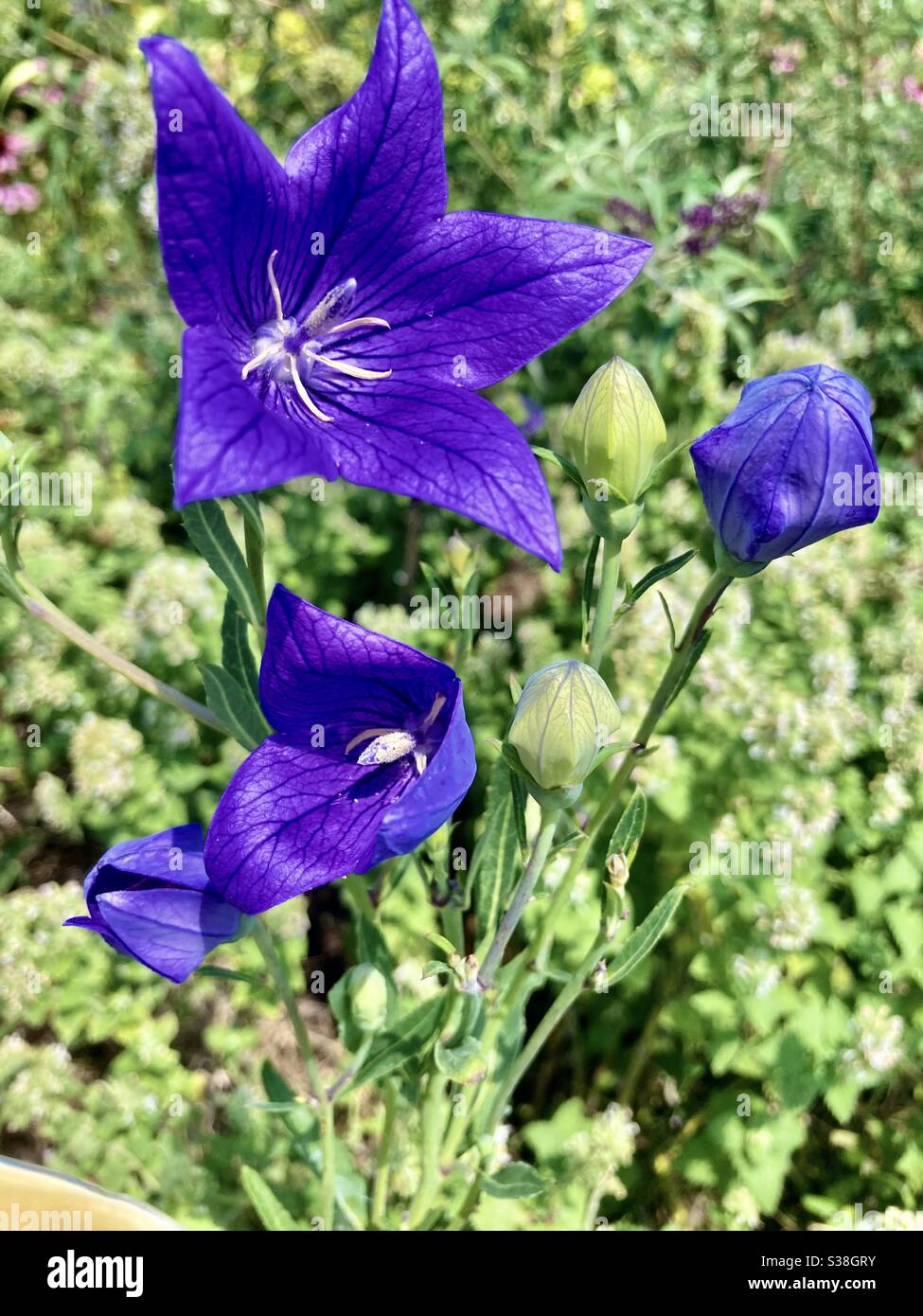 Blaue Ballon Blumen Stockfoto