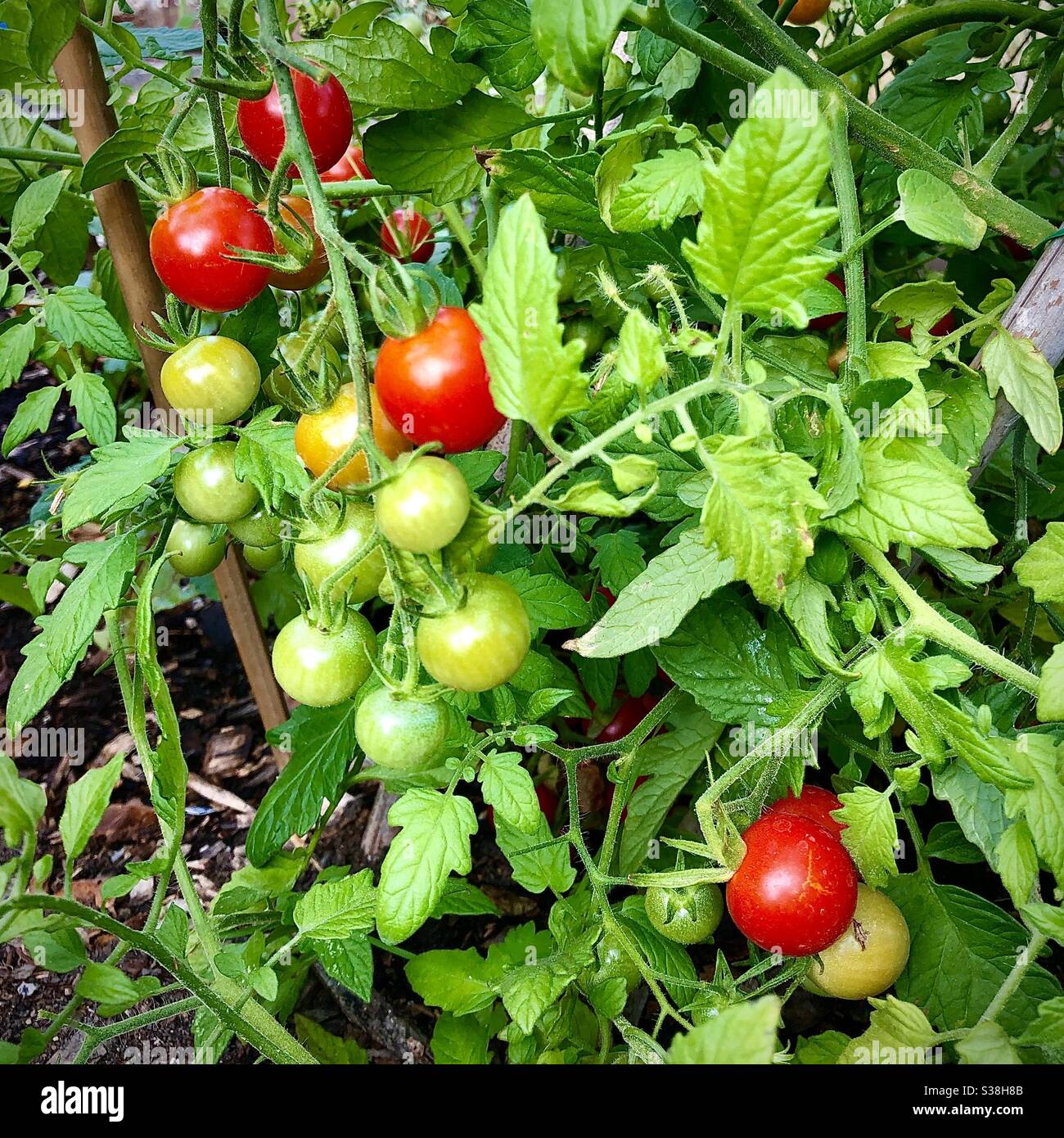 Kirsche Tomaten reifen auf der Rebe. - Smartphone-aufgenommenes Stockfoto
