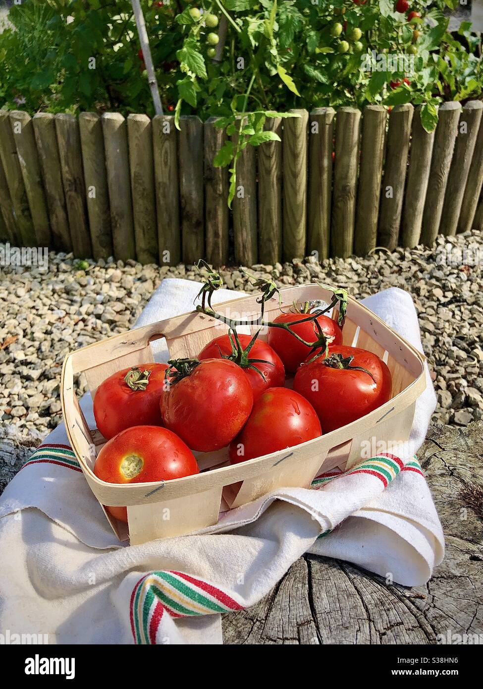 Frisch gepflückte reife rote Tomaten aus Gemüsegrundstück. Stockfoto