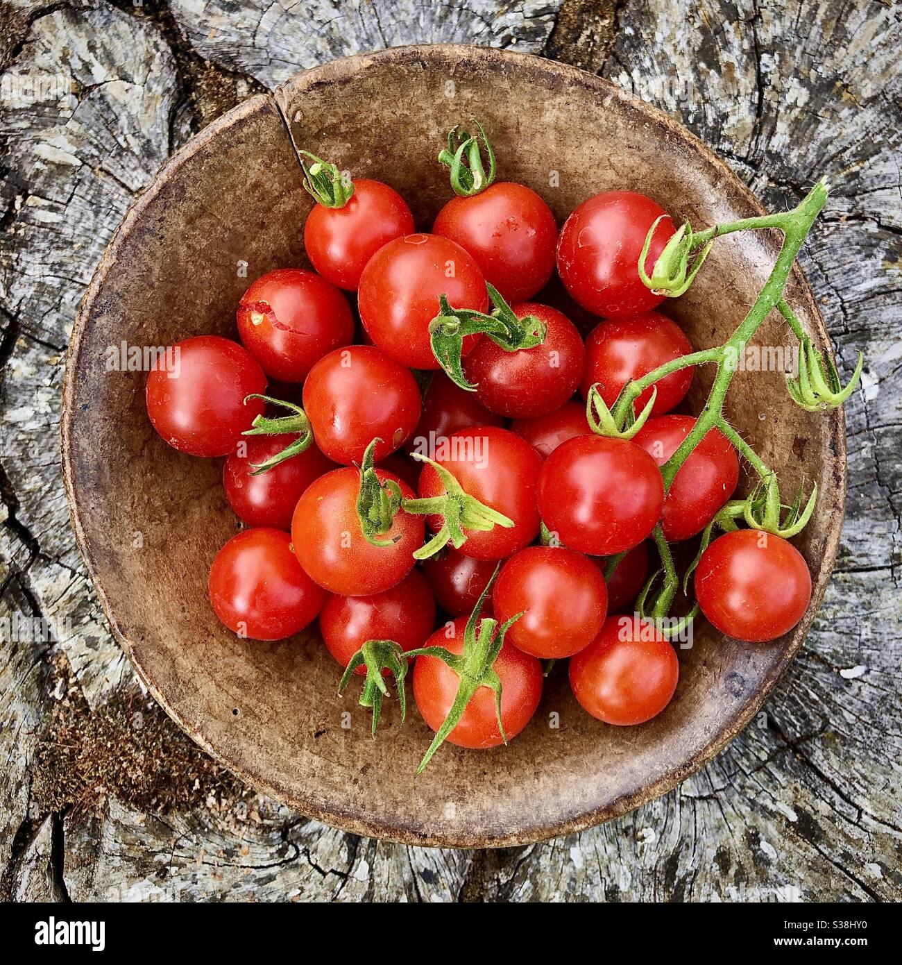 Frisch gepflückte reife Kirschtomaten in einer antiken Holzschüssel auf alten Baumstumpf gelegt. - Smartphone-aufgenommenes Stockfoto