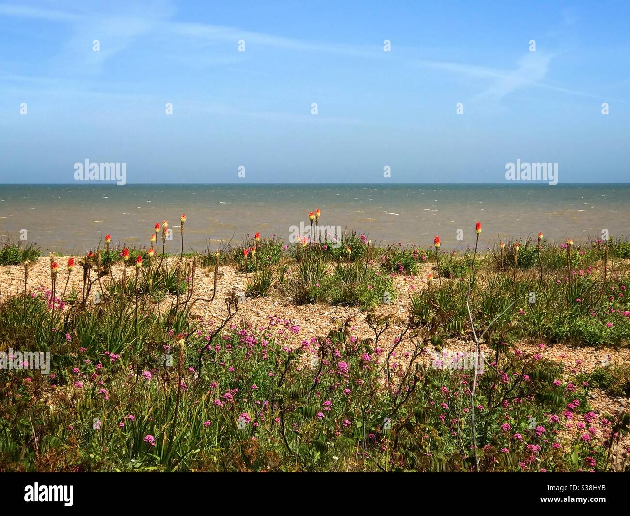 Red Hot Pokers wächst am Strand von Kingsdown Kent UK Stockfoto