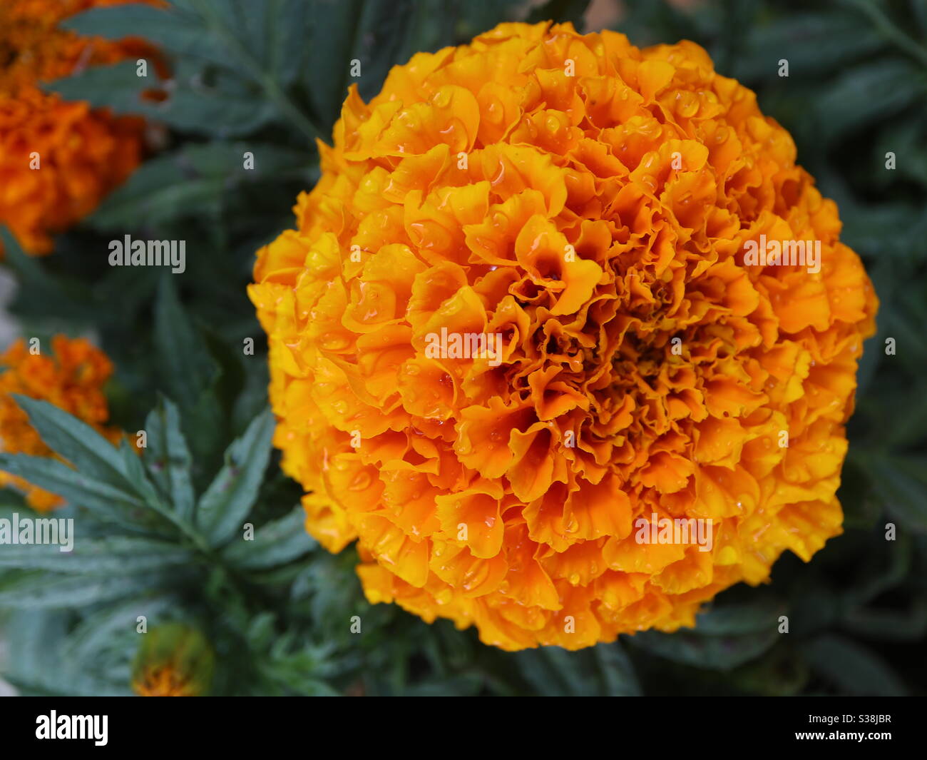 Einzelne Afrikanische Ringelblume Blüte Stockfoto