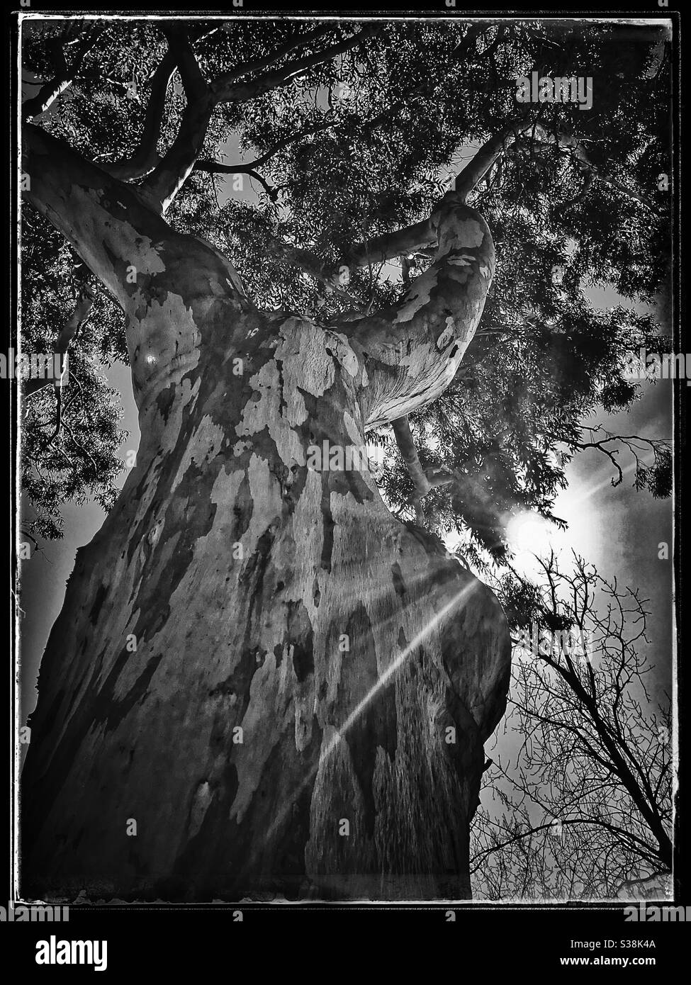 Schwarz-Weiß-Foto von Zuckergummi Baumrinde, Eucalyptus cladocalyx. Stockfoto