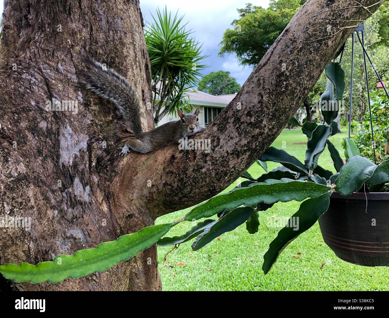 Eastern graues Eichhörnchen sitzt in einem Baum von einem hängenden Kaktus Pflanze, Florida. Stockfoto