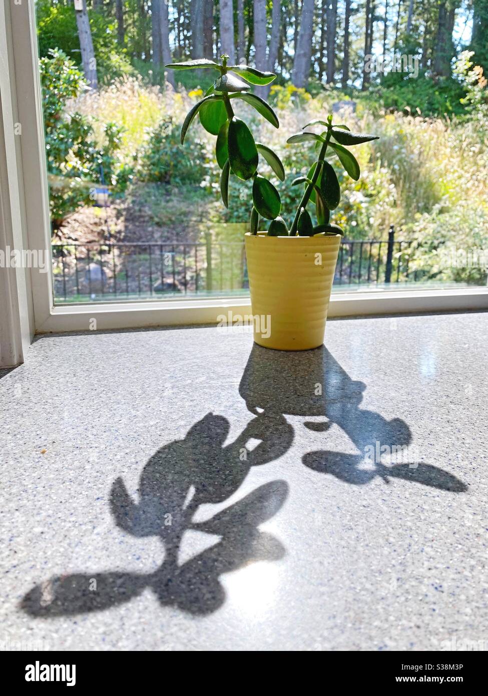 Eine Jadepflanze in einem Fenster. Stockfoto
