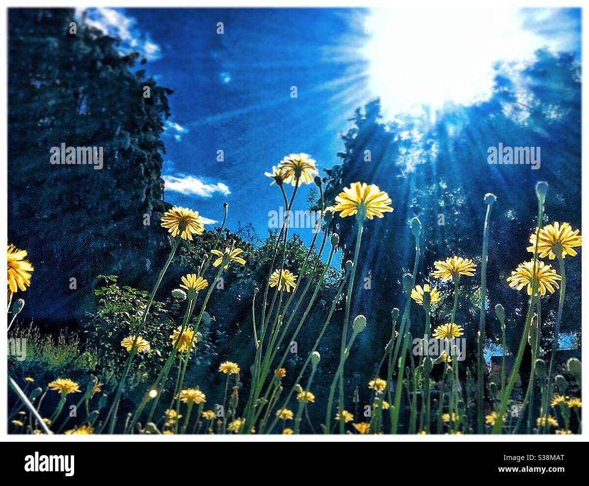 Sonnenlicht und Wildblumen. Stockfoto