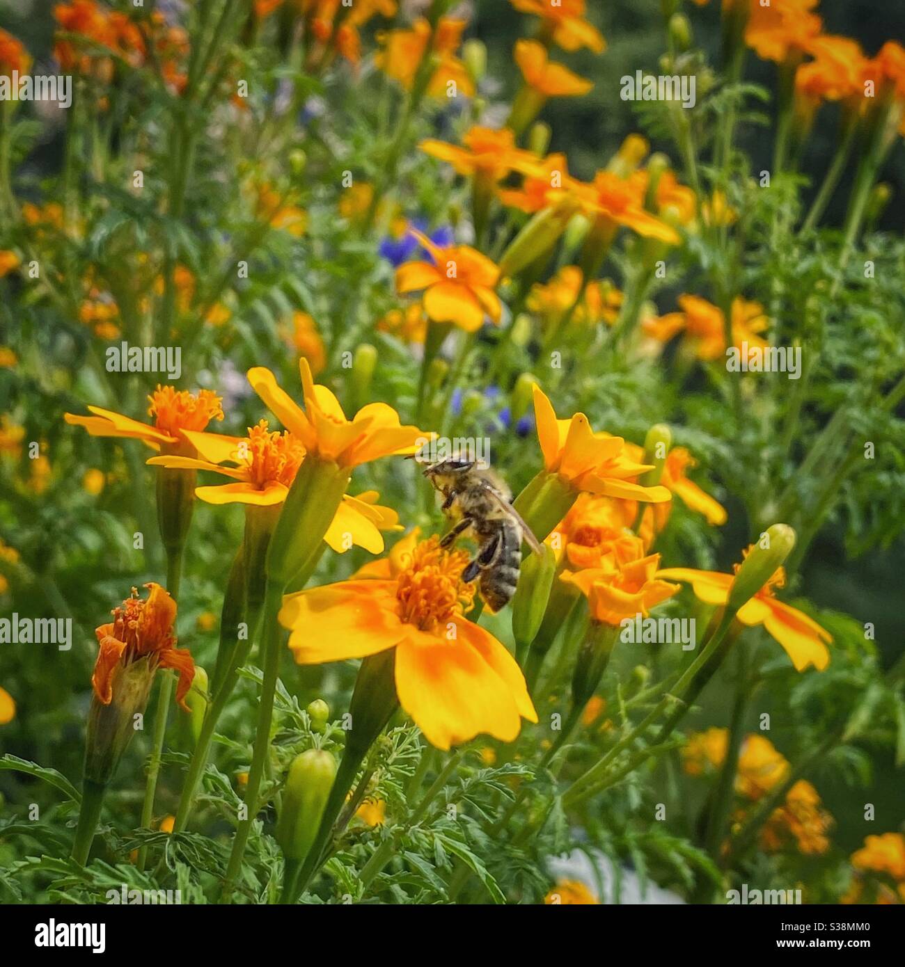 Biene auf gelben Balkonblumen. Stockfoto