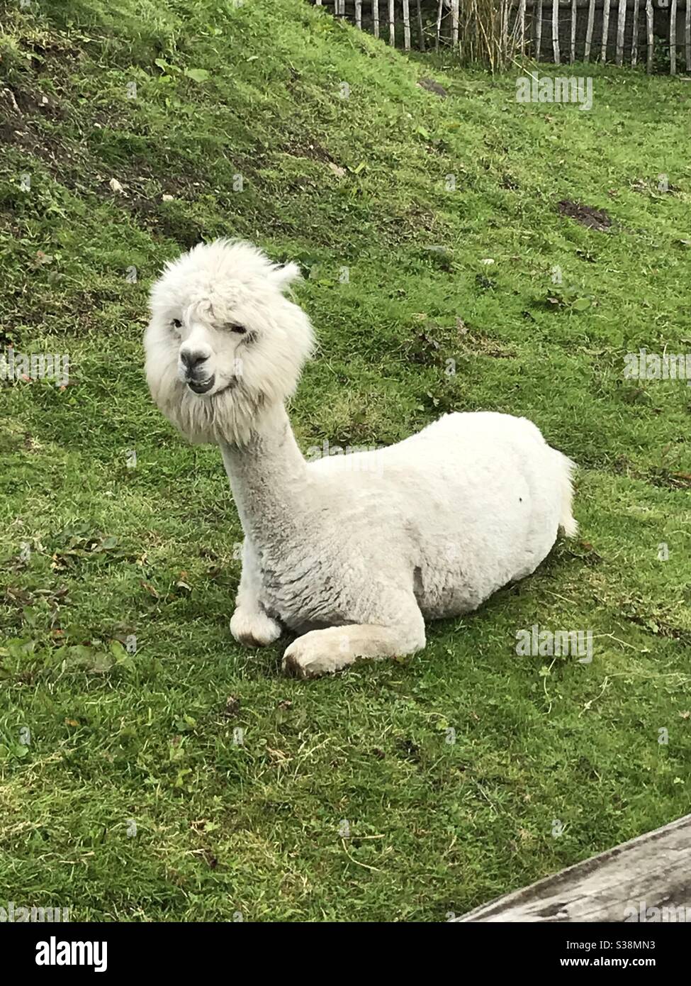Alpaka - Smartphone-aufgenommenes Stockfoto