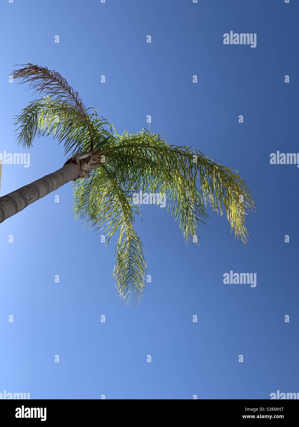Palme im blauen Himmel Stockfoto