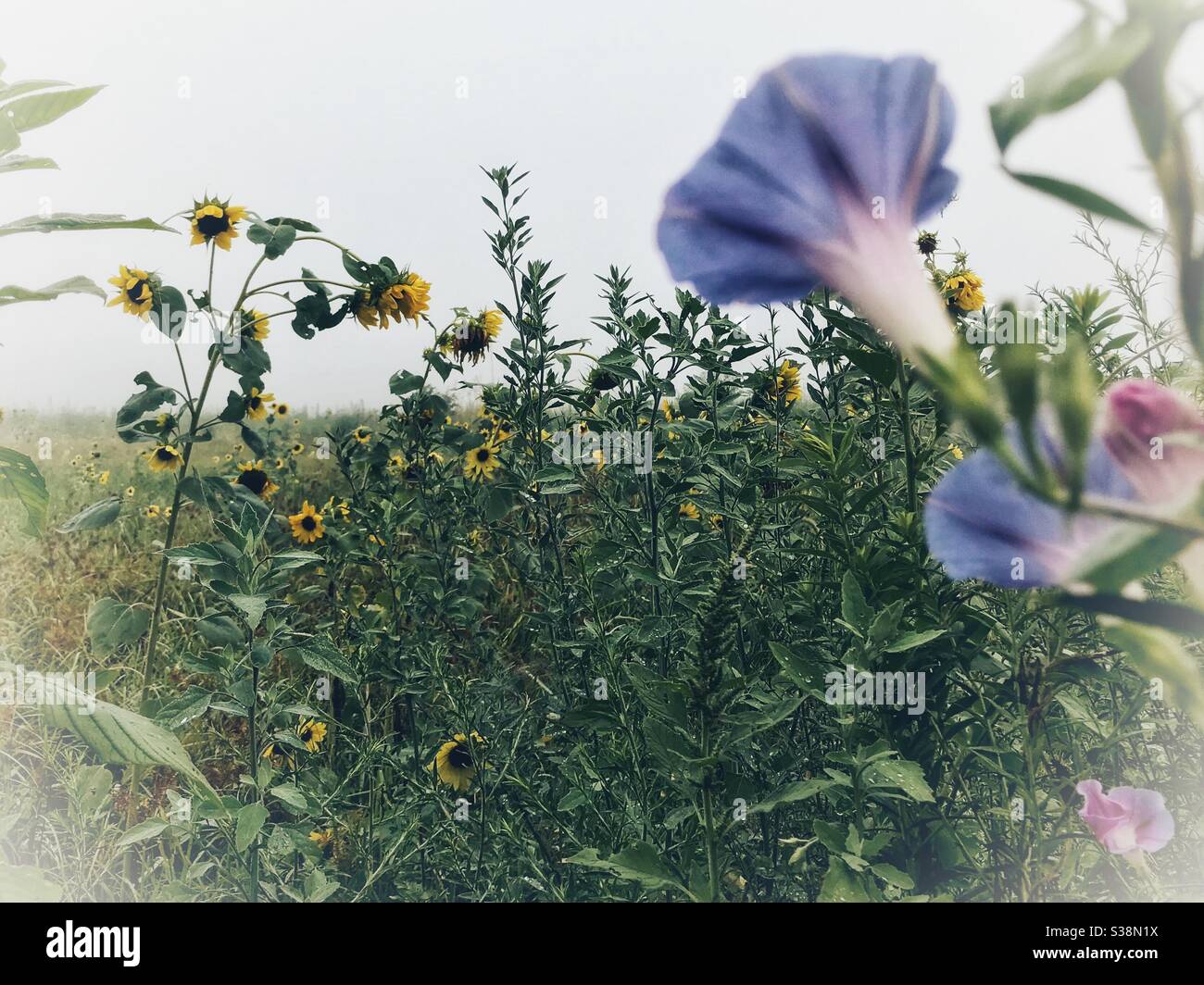 Sommer Morgen - lila Morgen Glories im Vordergrund mit Sonnenblumen hinter Im Feld Stockfoto