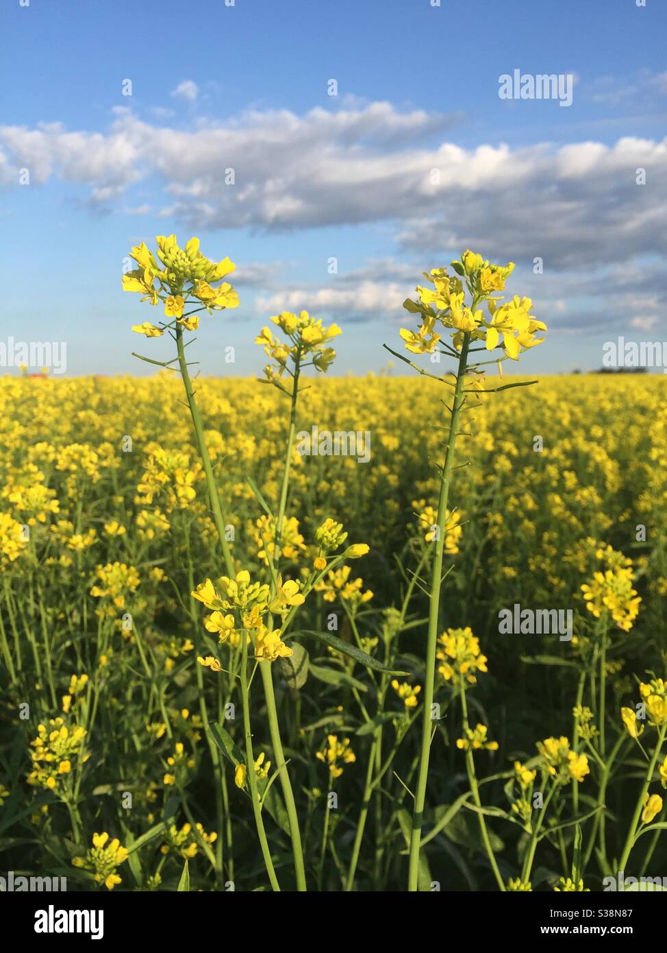 Gelber Senf blüht auf einem Feld mit Senf. Stockfoto