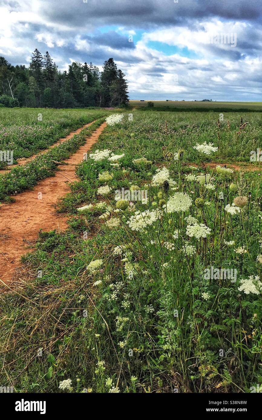 Wildblumen wachsen entlang einer Lehmstraße im ländlichen Prince Edward Island, Kanada. - Smartphone-aufgenommenes Stockfoto