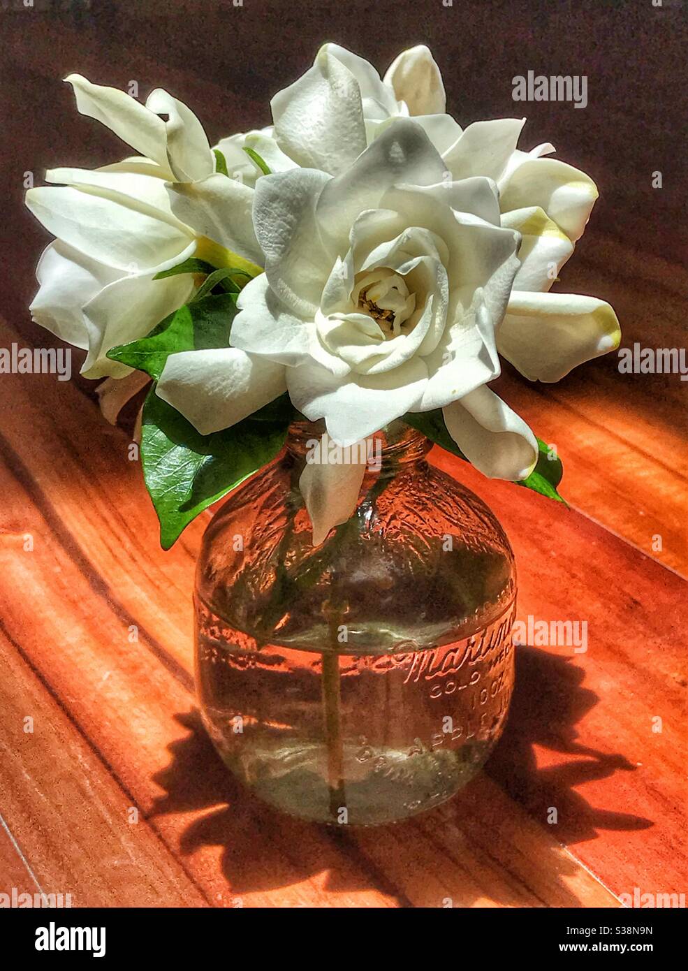 Gardenia blüht in einem Glas Stockfoto