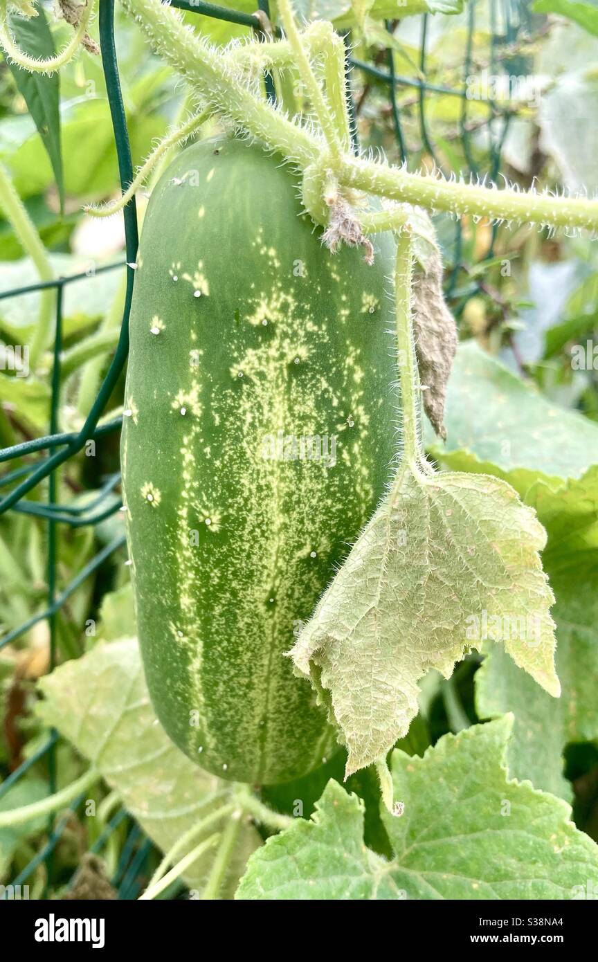Gurke auf Weinstock - Smartphone-aufgenommenes Stockfoto