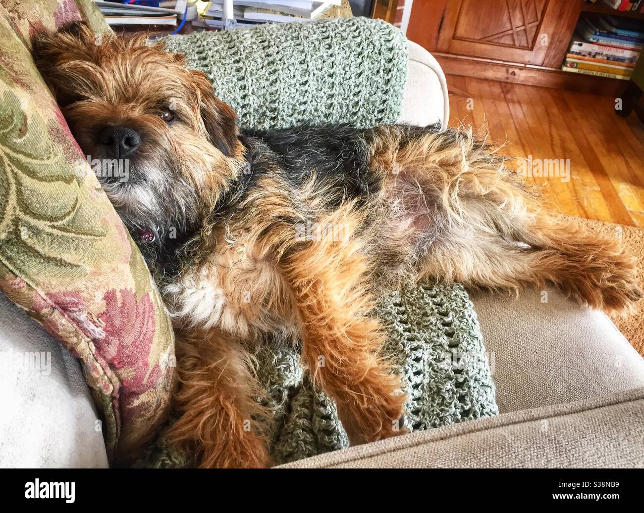 Der junge Border Terrier Hund streckte sich auf einem bequemen Stuhl aus. - Smartphone-aufgenommenes Stockfoto
