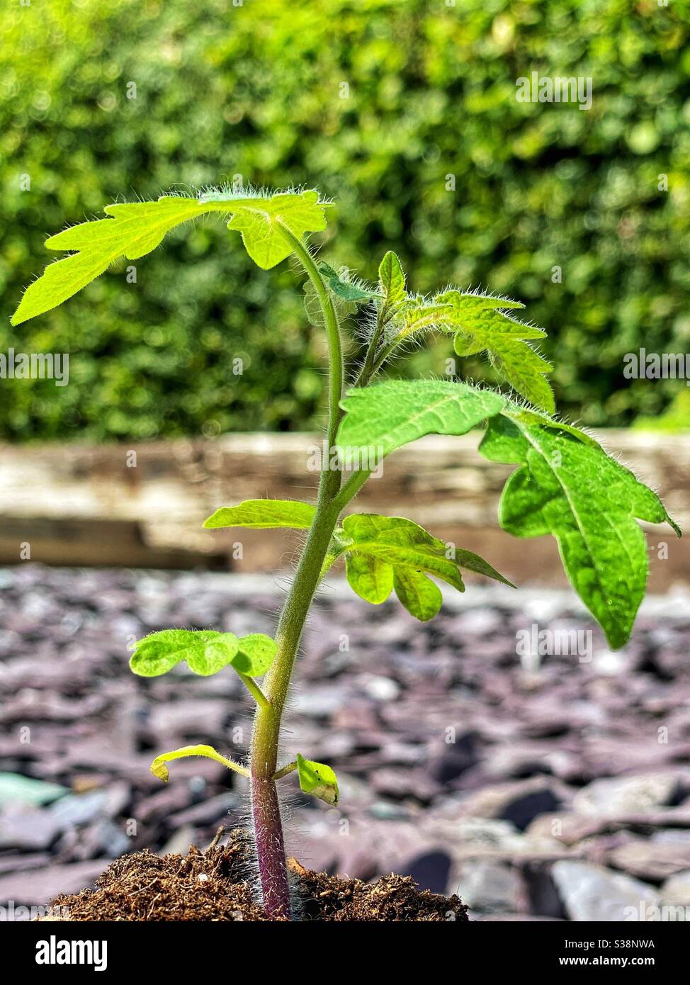Wachstum einer jungen Tomatenpflanze Stockfoto