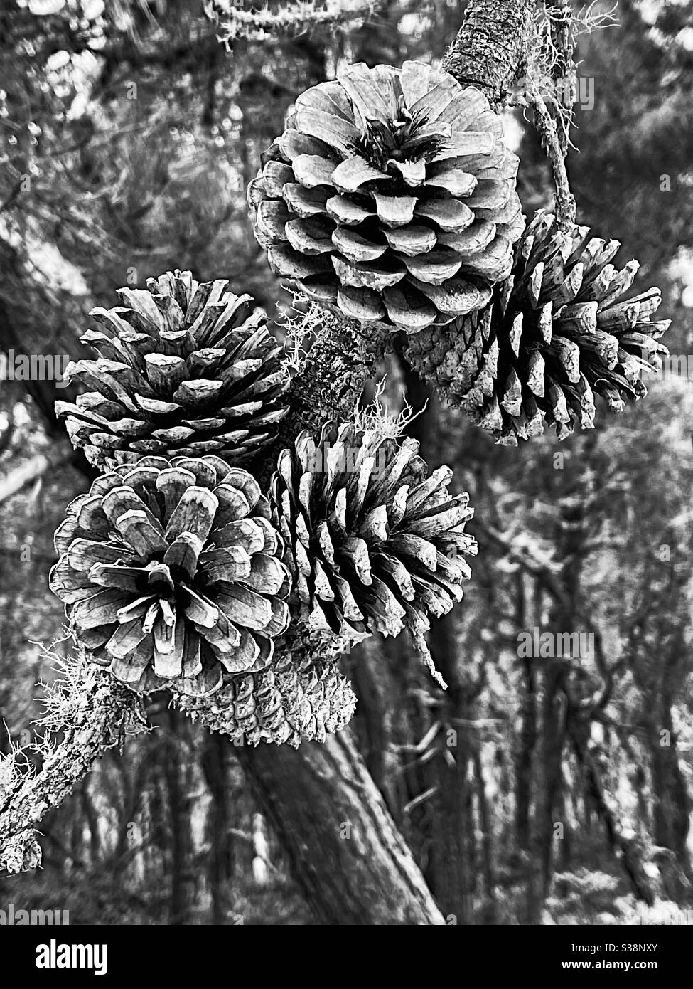 Monterey Pine Kegel, in schwarz und weiß Stockfoto