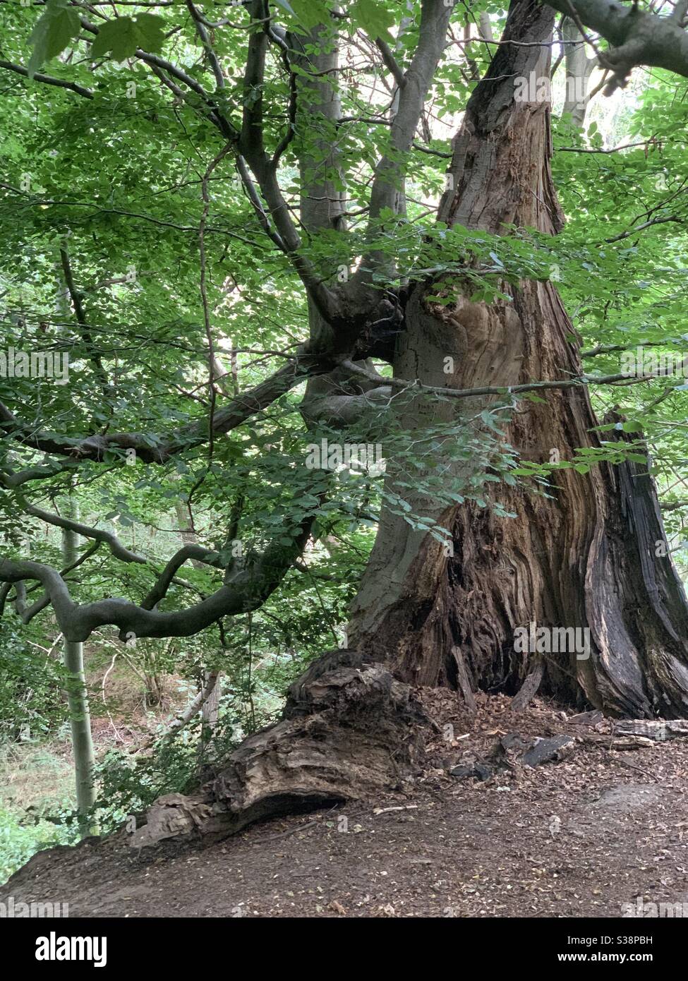 Kesgrave, Suffolk - 8. August 2020: Zauberer Hutbaum in Milsoms Holz. - Smartphone-aufgenommenes Stockfoto