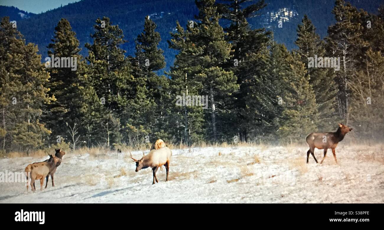 Banff National Park, Alberta, Reise Alberta, Elch oder Wapiti ist eine der größten Arten innerhalb der Familie der Hirsche, Cervidae, und einer der größten terrestrischen Säugetiere in Nordamerika. - Smartphone-aufgenommenes Stockfoto