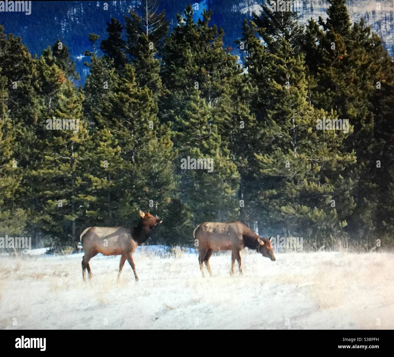 Banff National Park, Alberta, Reise Alberta, Elch oder Wapiti ist eine der größten Arten innerhalb der Familie der Hirsche, Cervidae, und einer der größten terrestrischen Säugetiere in Nordamerika. - Smartphone-aufgenommenes Stockfoto