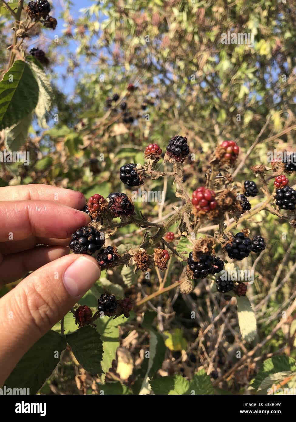 Kommissionierung Brombeeren - Smartphone-aufgenommenes Stockfoto