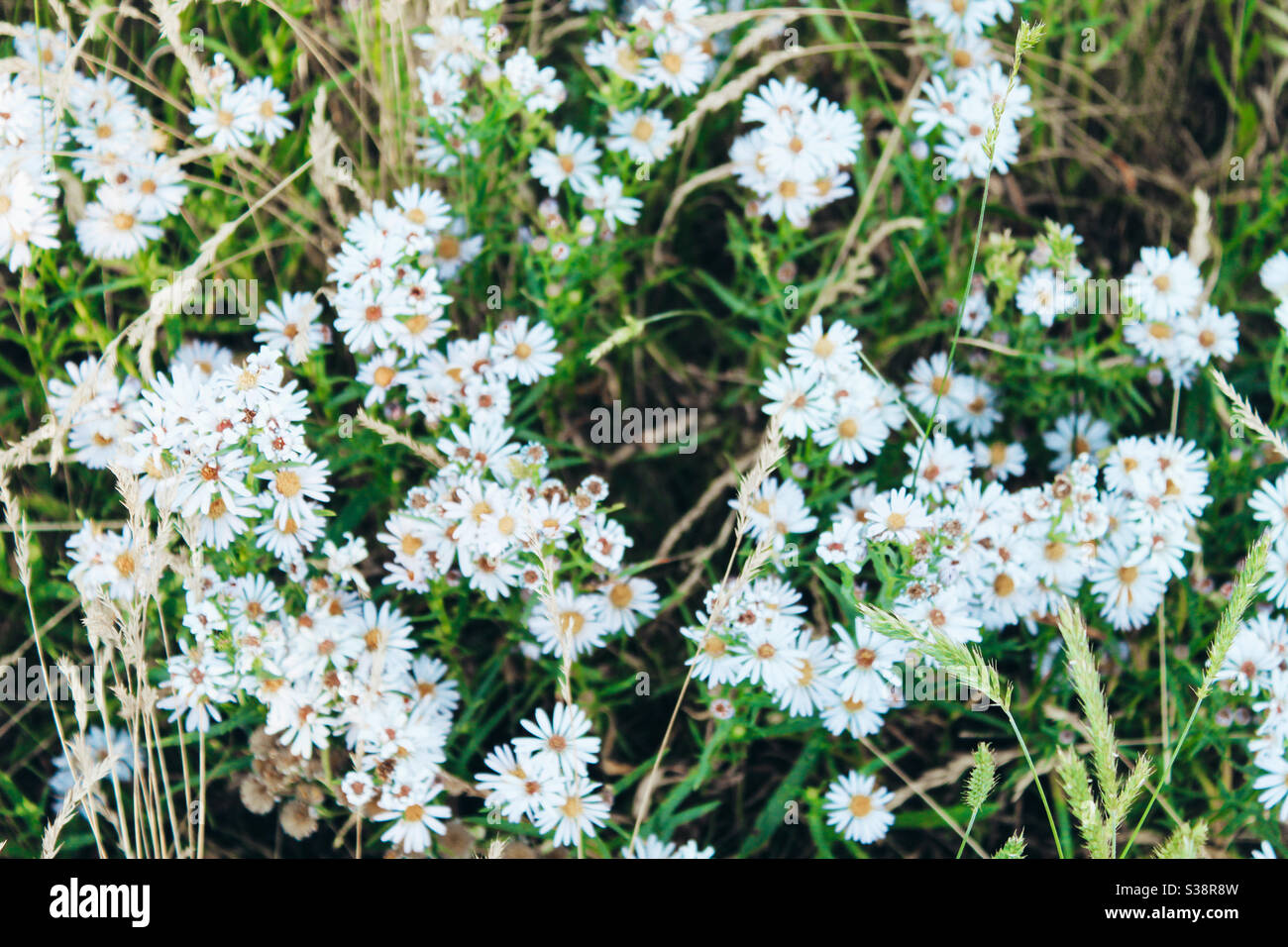 Weiße Blüten Stockfoto