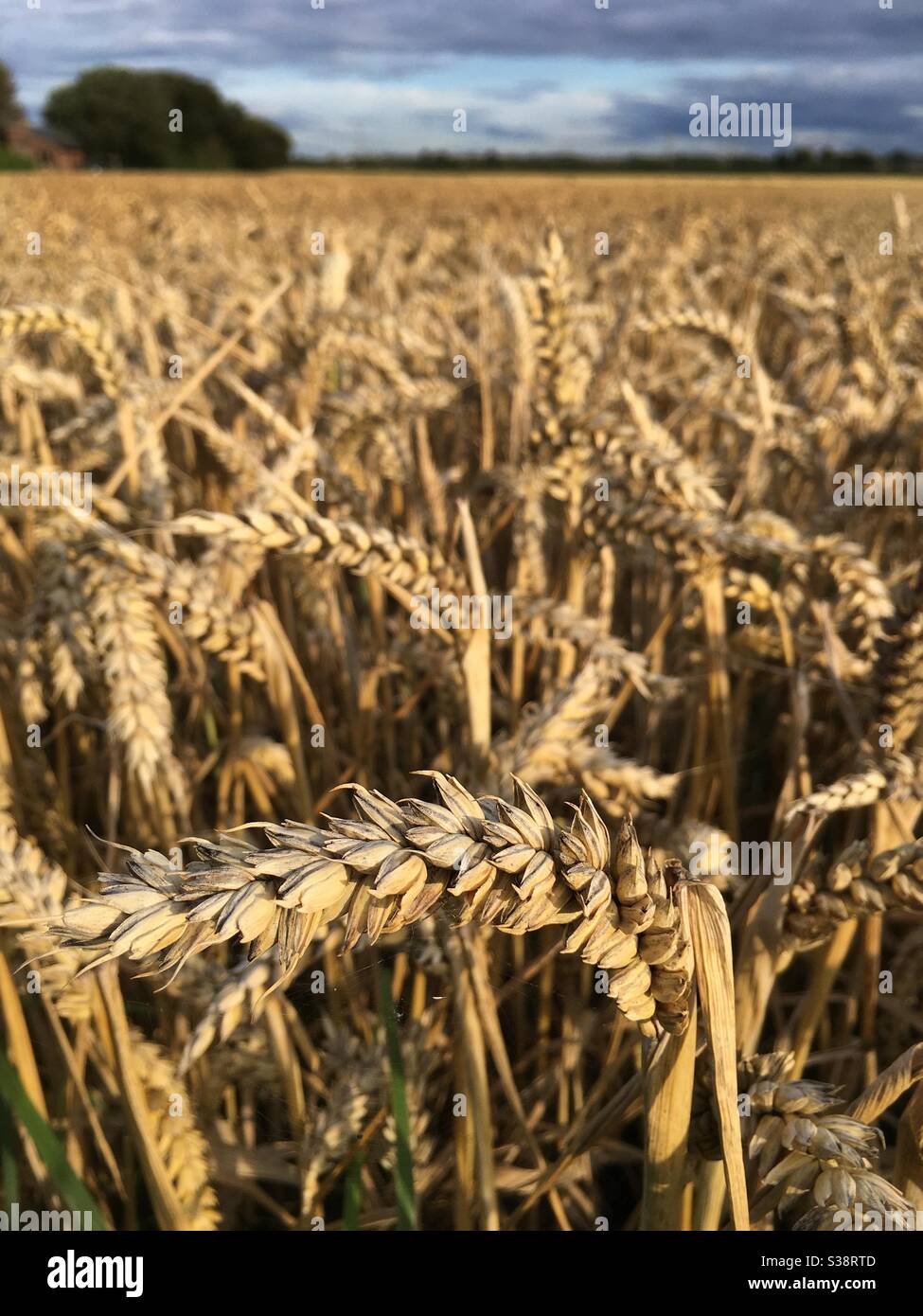 Sommer Korn - Smartphone-aufgenommenes Stockfoto