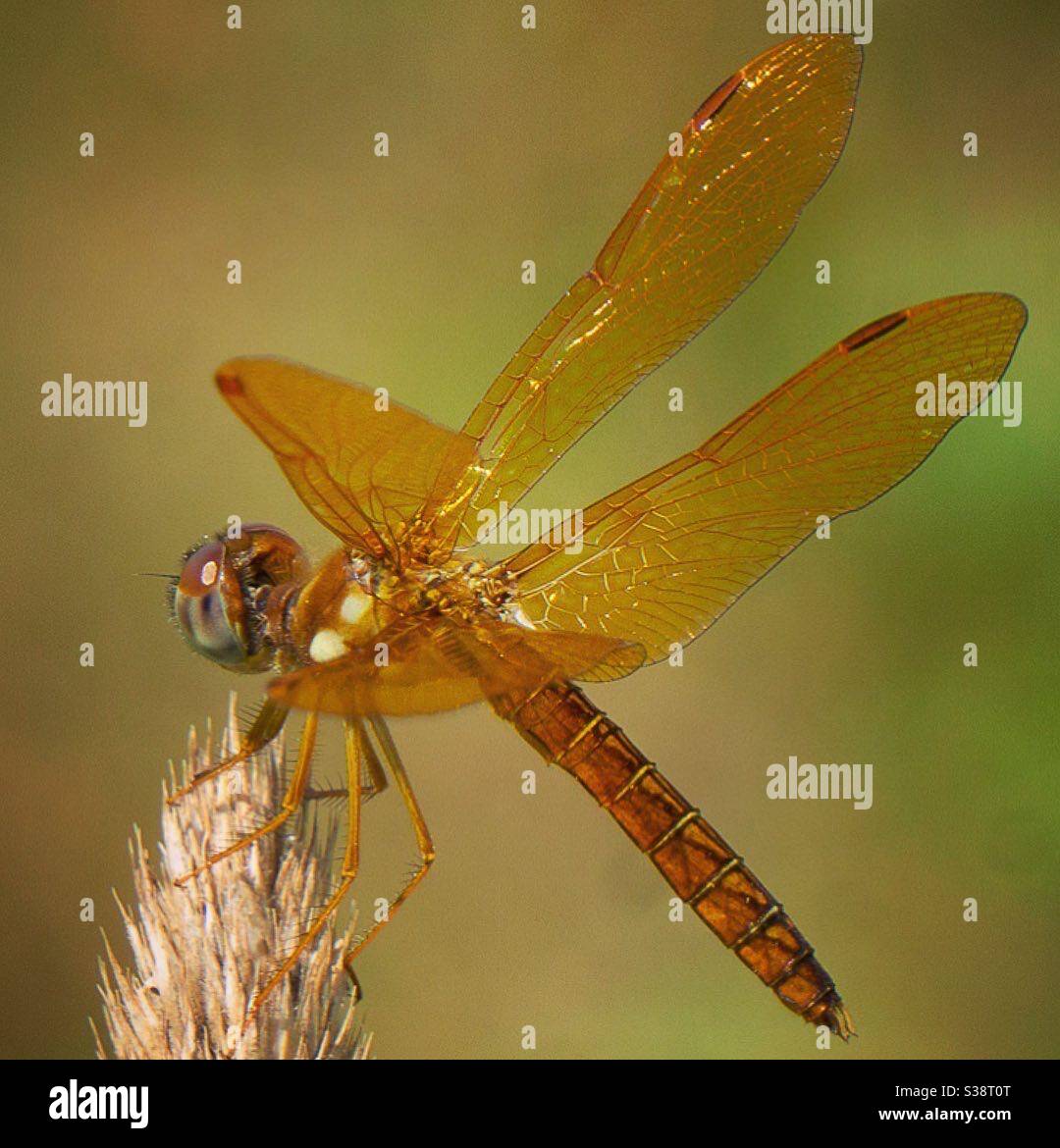Männliche Ostamberflügel-Libelle Stockfoto