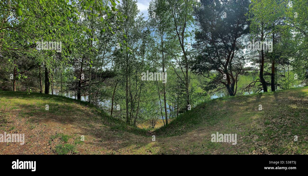Bäume mit jungen Laub im Frühjahr im Park. Panoramablick auf Birken, Kiefern, Sträucher. Eine Wiese im Vordergrund mit einem Pfad in der Mitte hinunter. Stockfoto