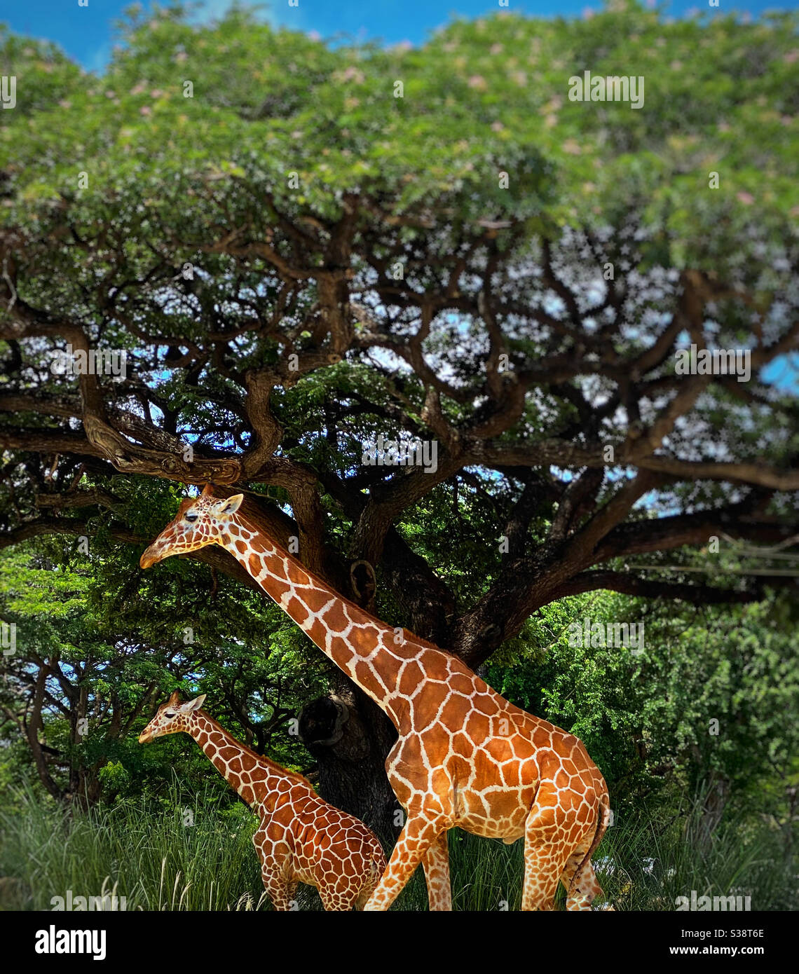 Mutter Giraffe mit ihrem Kalb Stockfoto