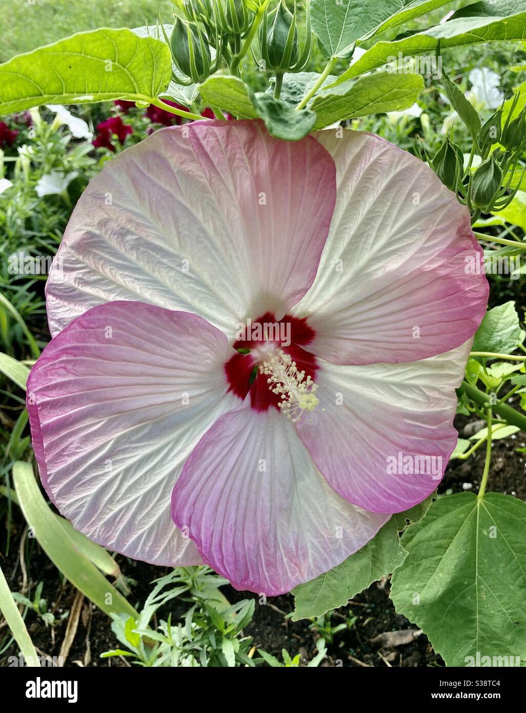 Essteller rosa Hibiskus Stockfoto