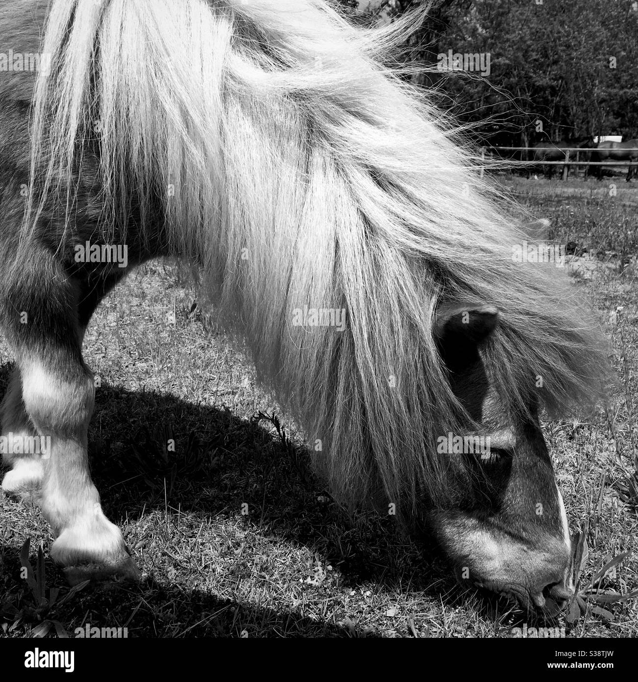 Ein grasendes Pony auf einem Bauernhof in Hobrechtsfelde, Deutschland 2020. Stockfoto