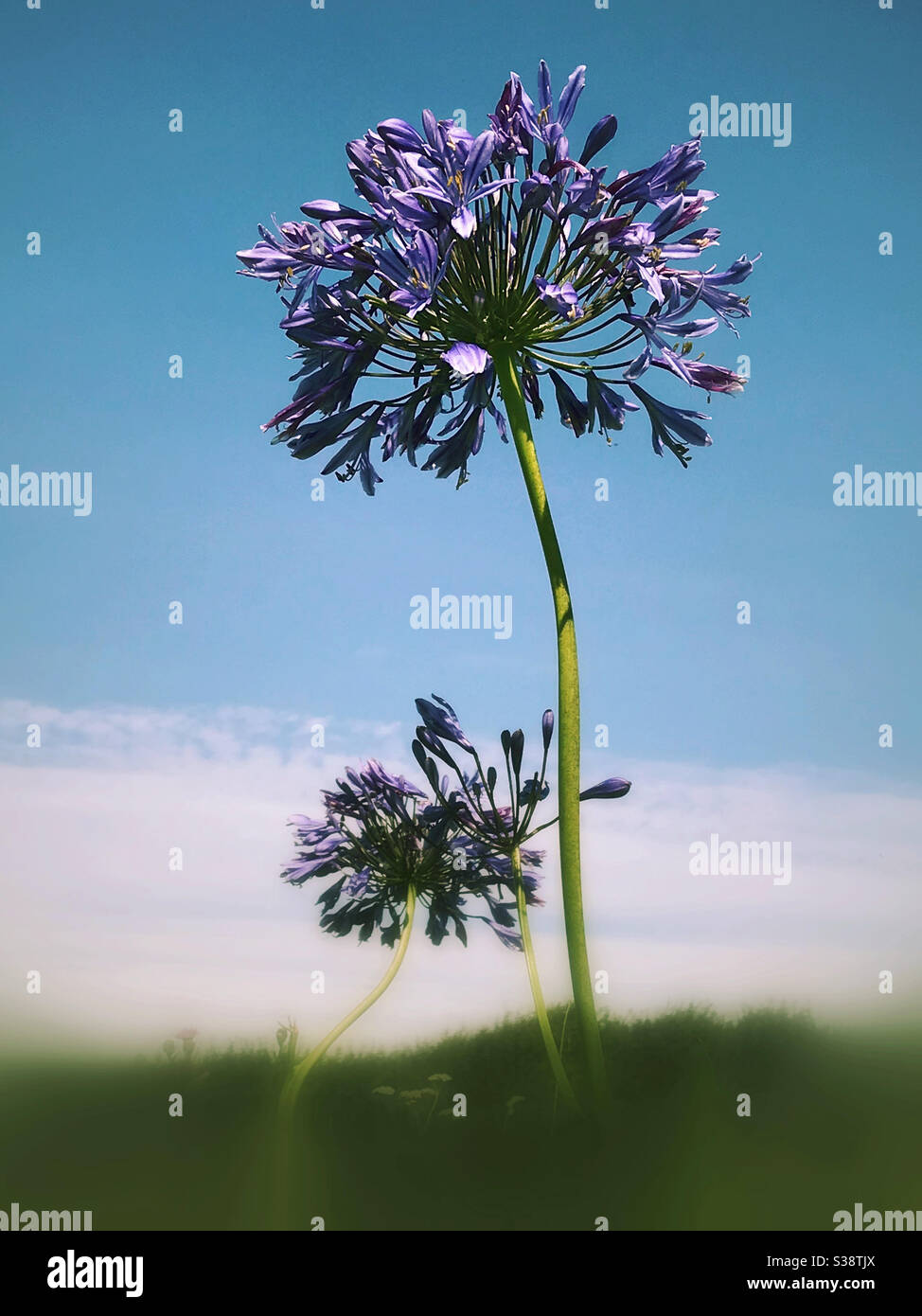 Eine violette Agapanthus Blume - Smartphone-aufgenommenes Stockfoto