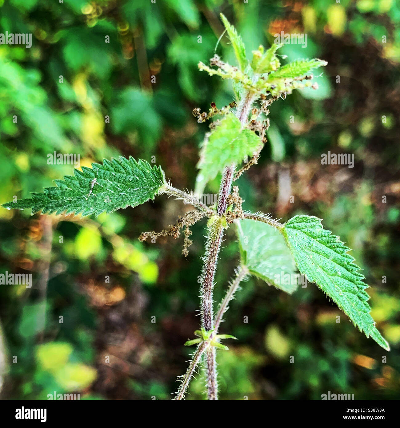 Brennnessel. Stockfoto