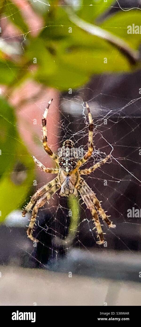 Insekten - Smartphone-aufgenommenes Stockfoto