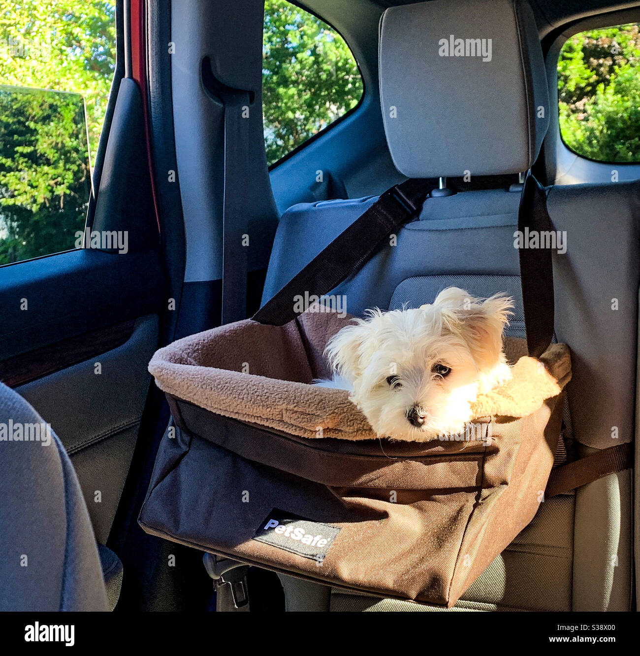 DUBUQUE, IOWA, August 2020 - Hintergrundfoto eines kleinen entzückenden Teddybären Welpen, der in seinem Autositz reitet. Stockfoto