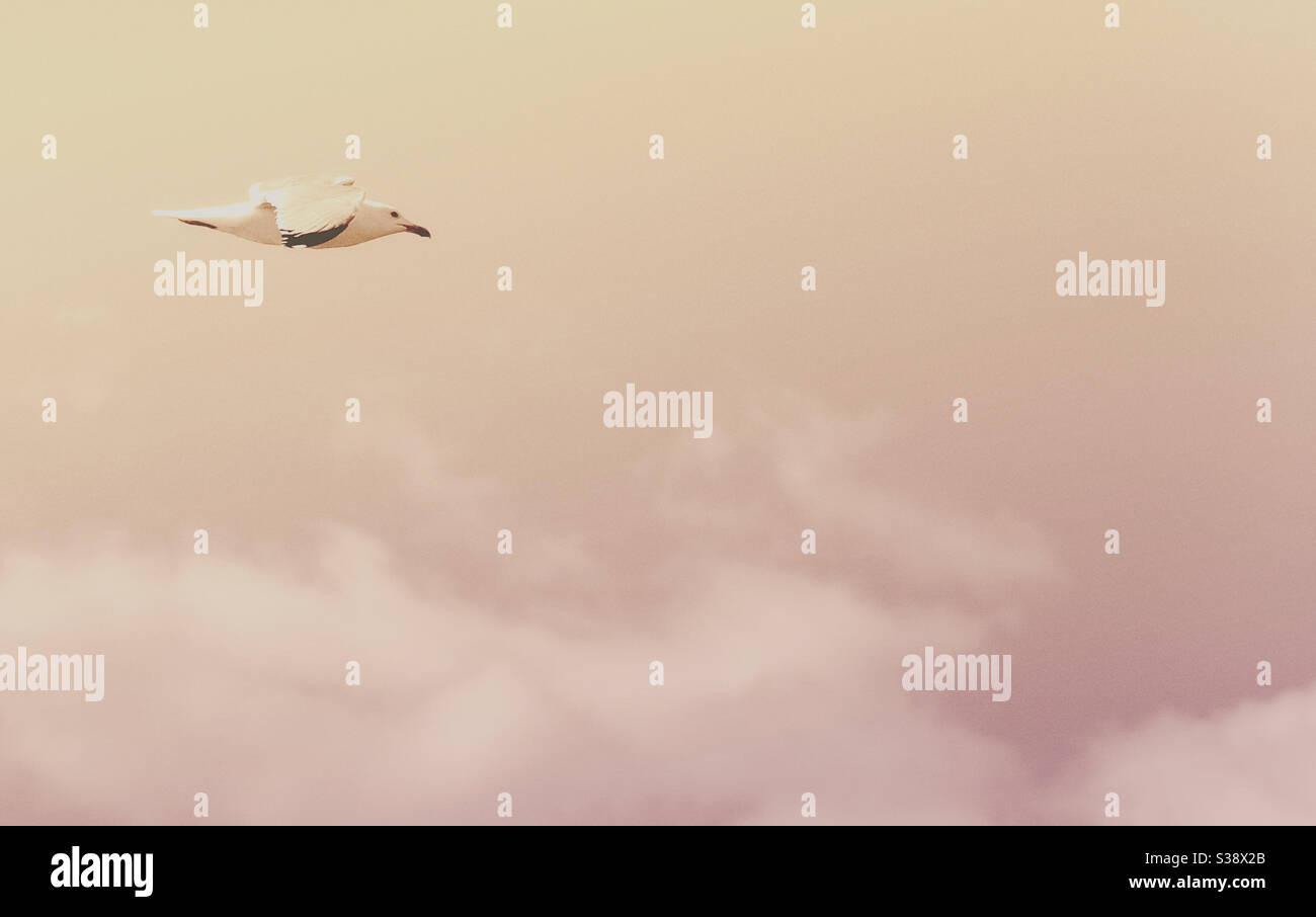 Möwe im Flug - Kunstwerk - Smartphone-aufgenommenes Stockfoto