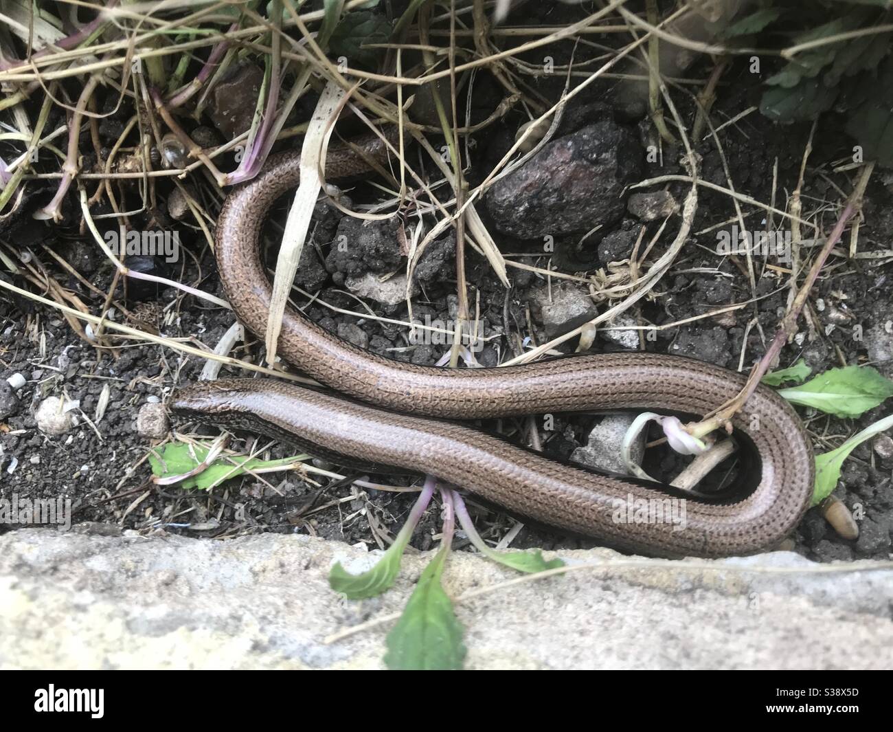 48+ Wurm Im Garten, Dieser artikel stellt verschiedene methoden.